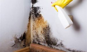 mold removal company