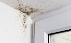 Mold Damage Problem Solutions