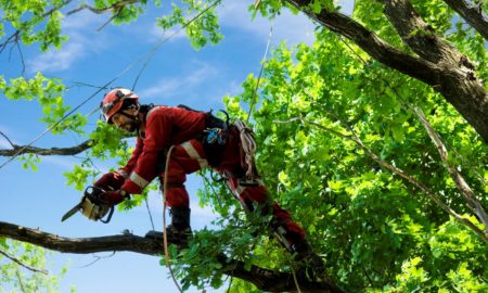 Experts of Tree Removal Service