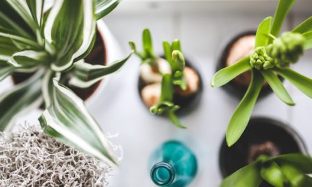 Things To Know When Ordering Plants Online